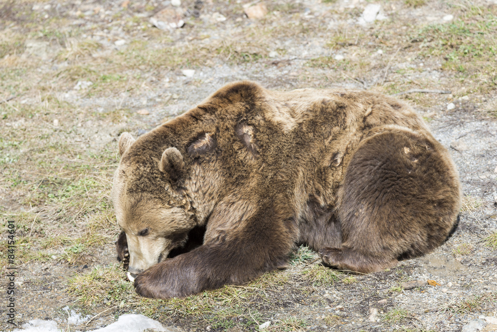 custom made wallpaper toronto digitalbrown bear searching for food