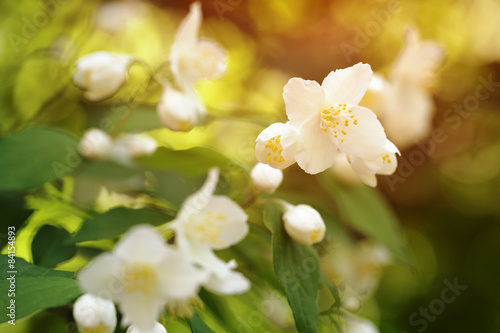 jasmine flowers blossom in warm summer light