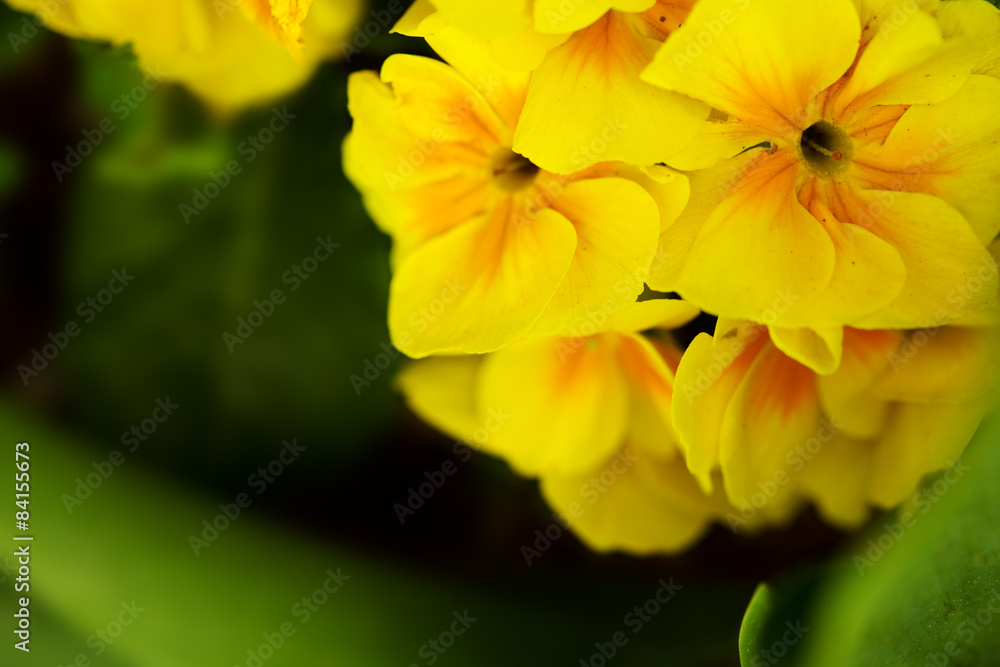 Macro yellow primrose. Macro yellow primrose.