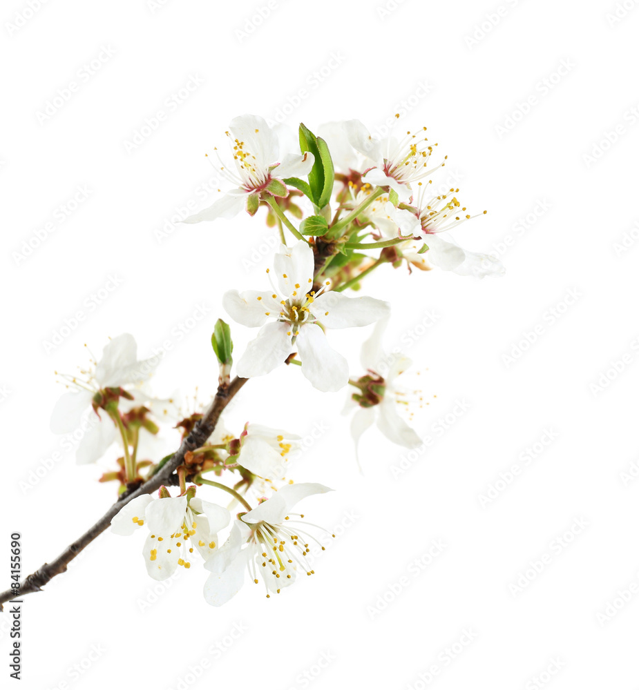 Flowering branch isolated on white Flowering branch isolated on white