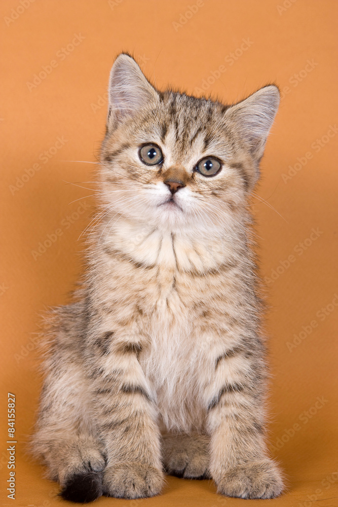 Britan kitten sitting and looking at the camera 