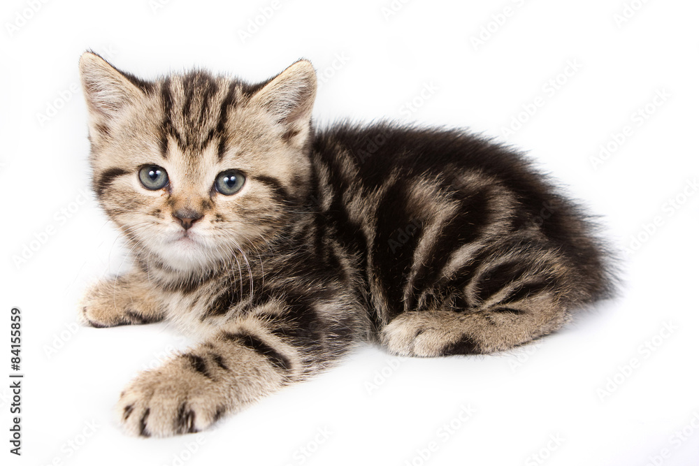 British cat lying and looking at the camera (isolated on white)