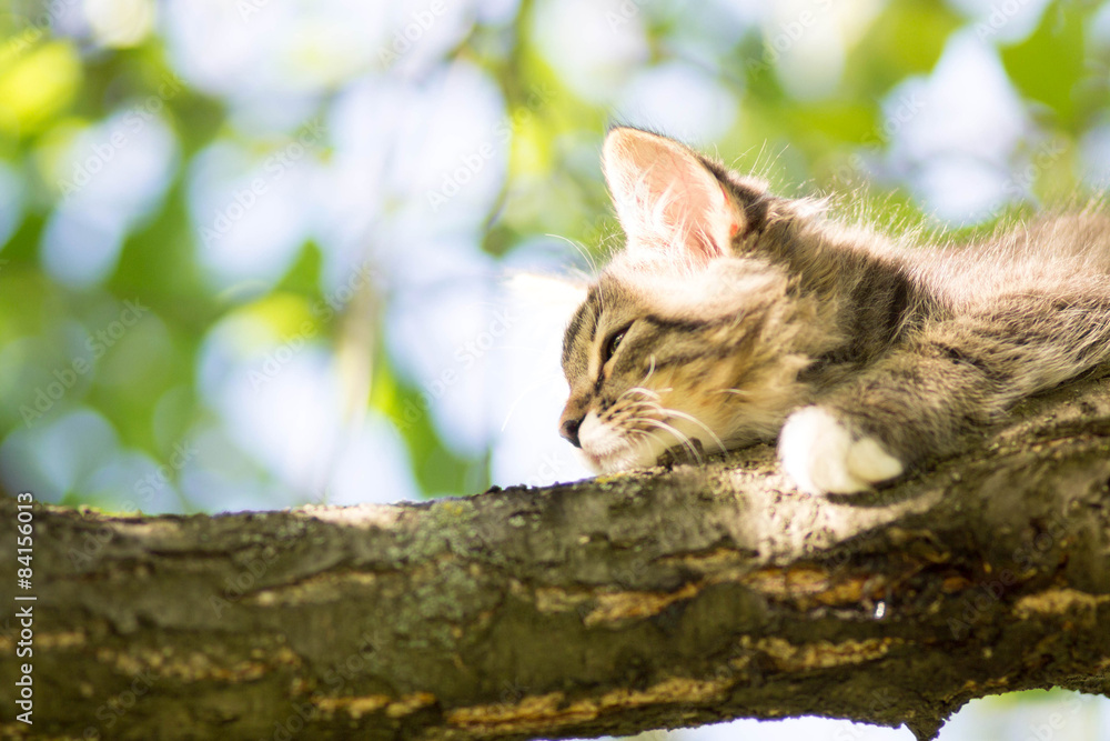 cute little kitten lying on a tree branch cute little kitten lying on a tree branch