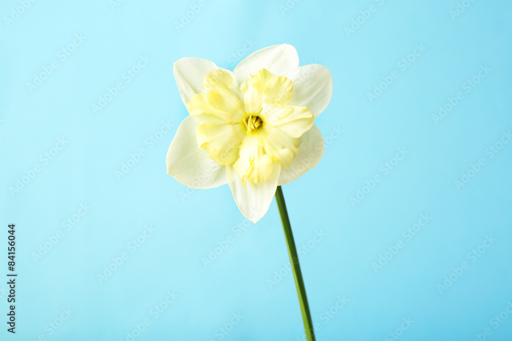 Naklejka premium Fresh narcissus flower on color background