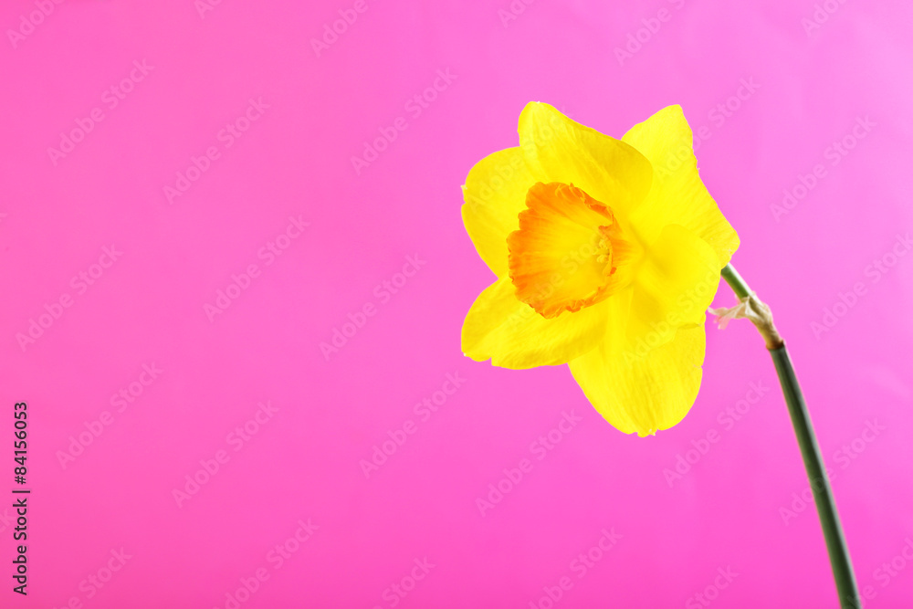 Fresh narcissus flower on color background Fresh narcissus flower on color background
