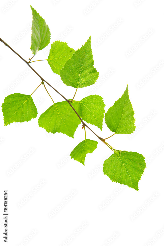 Naklejka premium Świeże zielone liście na białym tle.