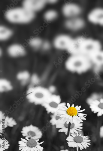 Fototapeta Naklejka Na Ścianę i Meble -  White daisies meadow.