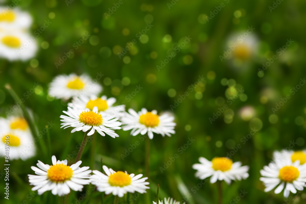 Obraz premium White daisies meadow.
