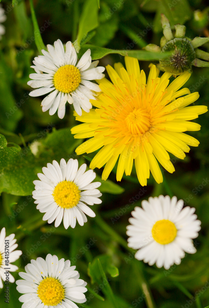 Obraz premium White daisies meadow and yellow dandelion flower