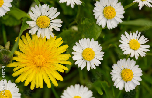 White daisies meadow and yellow dandelion flower