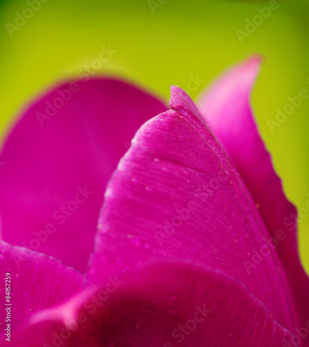 Purple Tulip Macro.