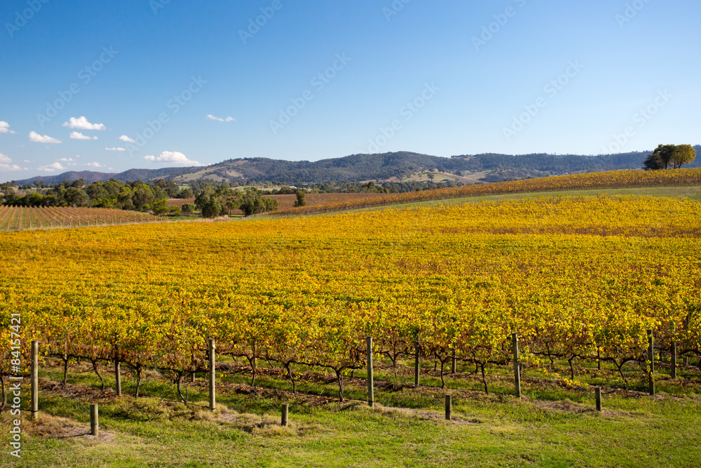 Yarra Valley Vines in Autumn