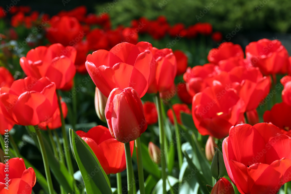 Beautiful tulips blooming in garden Beautiful tulips blooming in garden