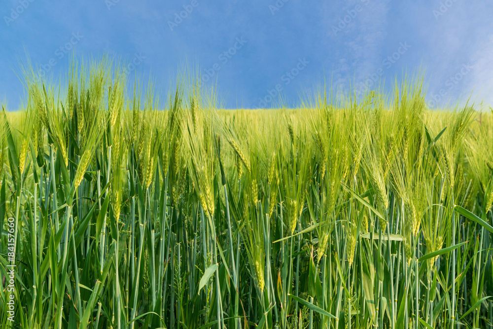 Grüner Getreidefeld mit blauen Himmel Grüner Getreidefeld mit blauen Himmel