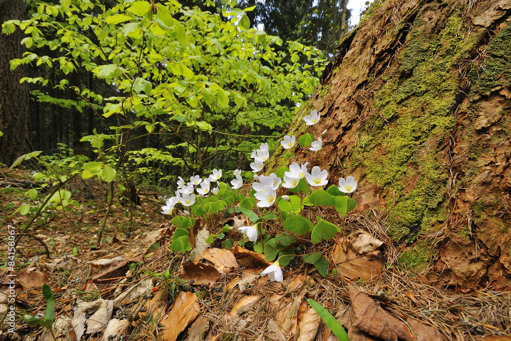 Obraz premium Sauerklee an einem Baumstamm.