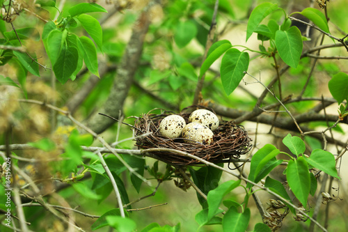 Wicker nest with eggs over green tree background