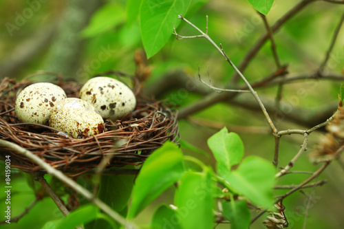 Wicker nest with eggs over green tree background