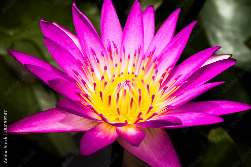 Pink Lotus flower, beautiful lotus. Pink Lotus flower, beautiful lotus.