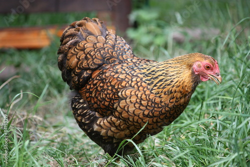 Hen, Free living Golden Laced Wyandotte Chicken yellow black fringed photo