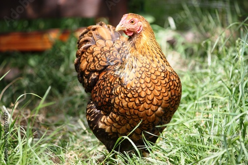 Hen, Free living Golden Laced Wyandotte Chicken yellow black fringed photo