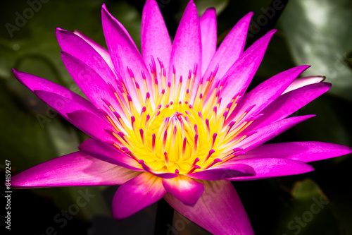 Pink Lotus flower  beautiful lotus.