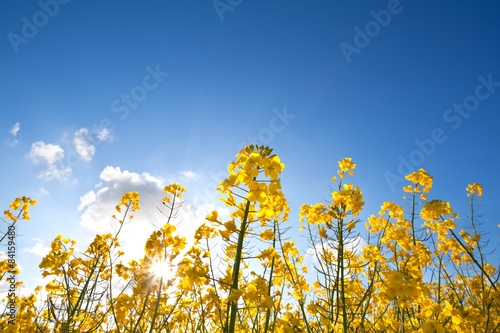 Fotografie rapeseed oil flowers over blue sky