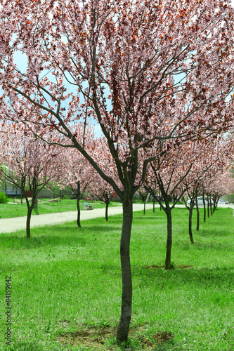 Beautiful flowering trees in park