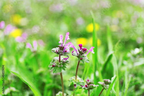 Wildflowers over green grass background