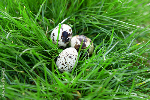 Bird eggs over green grass background