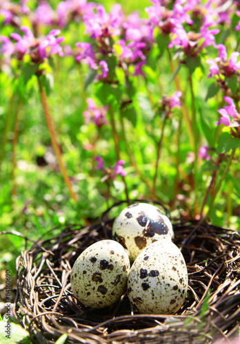 Nest with bird eggs over flowers background