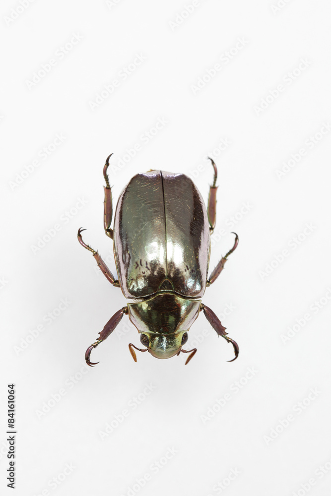 The mysterious world of insects
The mysterious world of insects