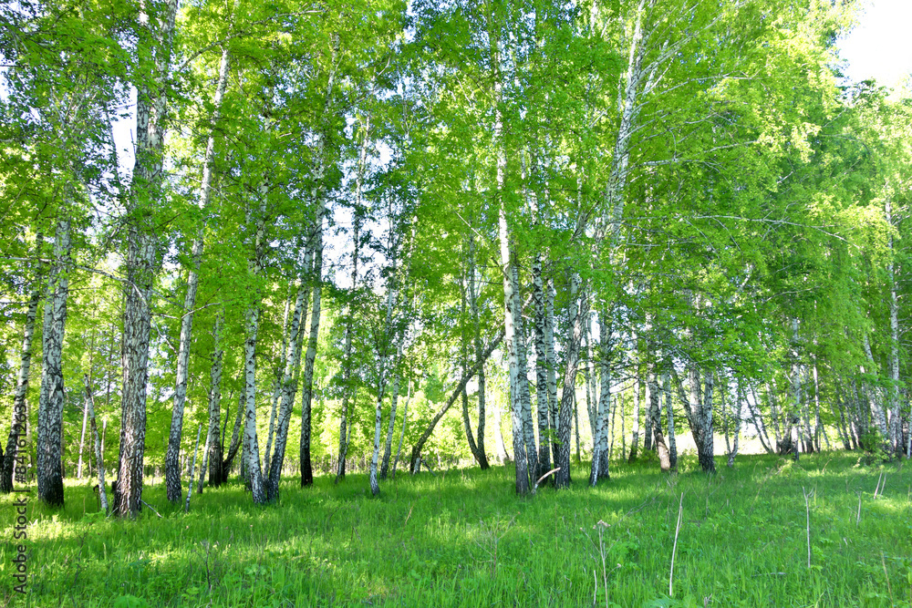 Obraz premium birch forest