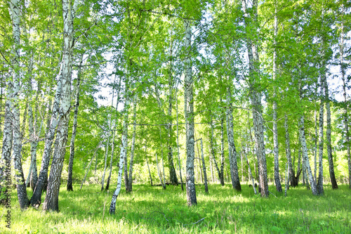 Fototapeta brzozowy las