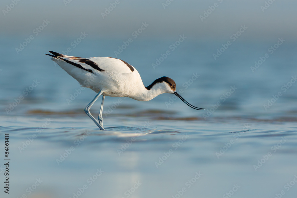 Obraz premium Pied avocet