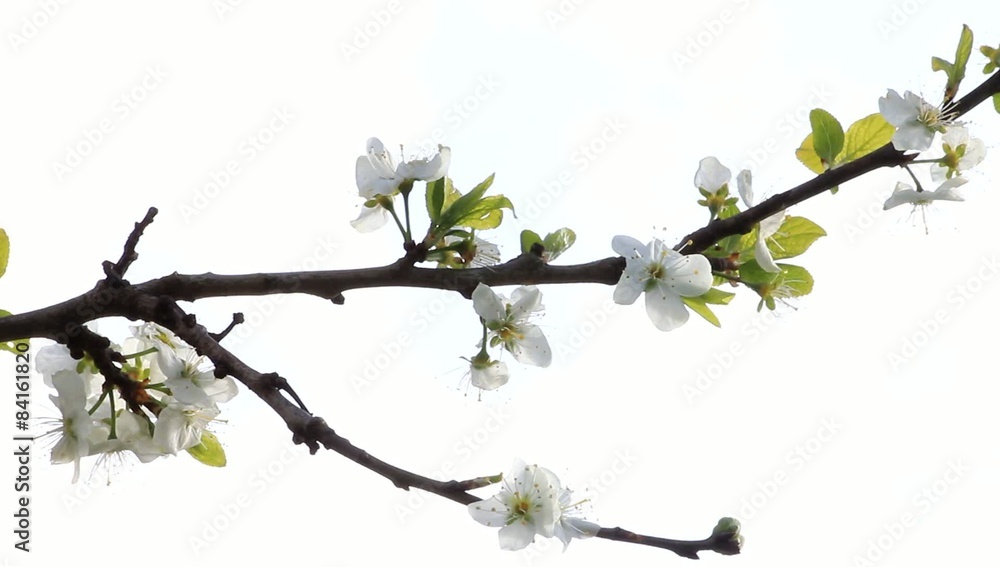 Blossoms on cherry tree in spring
Blossoms on cherry tree in spring