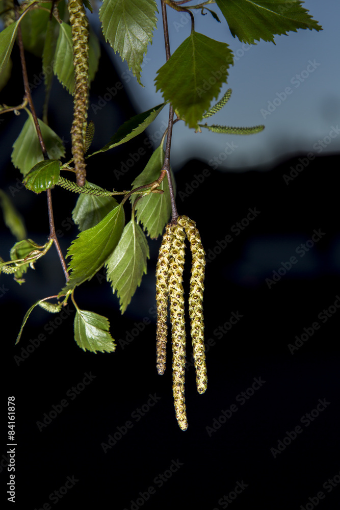 Obraz premium Birch Tree Leaves with Seed Capsule