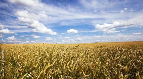   barley field