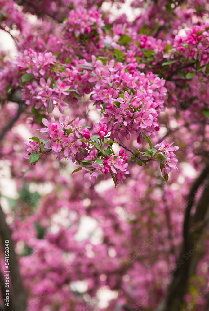 Crabapple Blossoms in the Spring