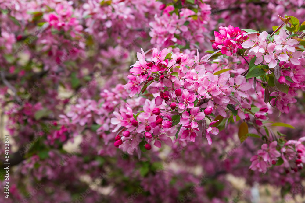 Crabapple Blossoms in the Spring