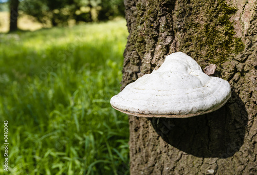 Bild auf Leinwand White shelf fungus from close