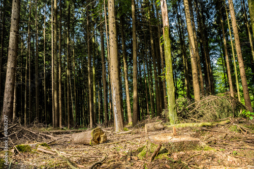 Fototapeta Naklejka Na Ścianę i Meble -  Sun shining in the forest