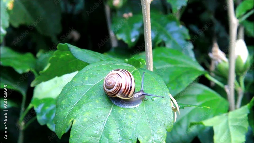 snail crawling in fast motion over a leaf
snail crawling in fast motion over a leaf