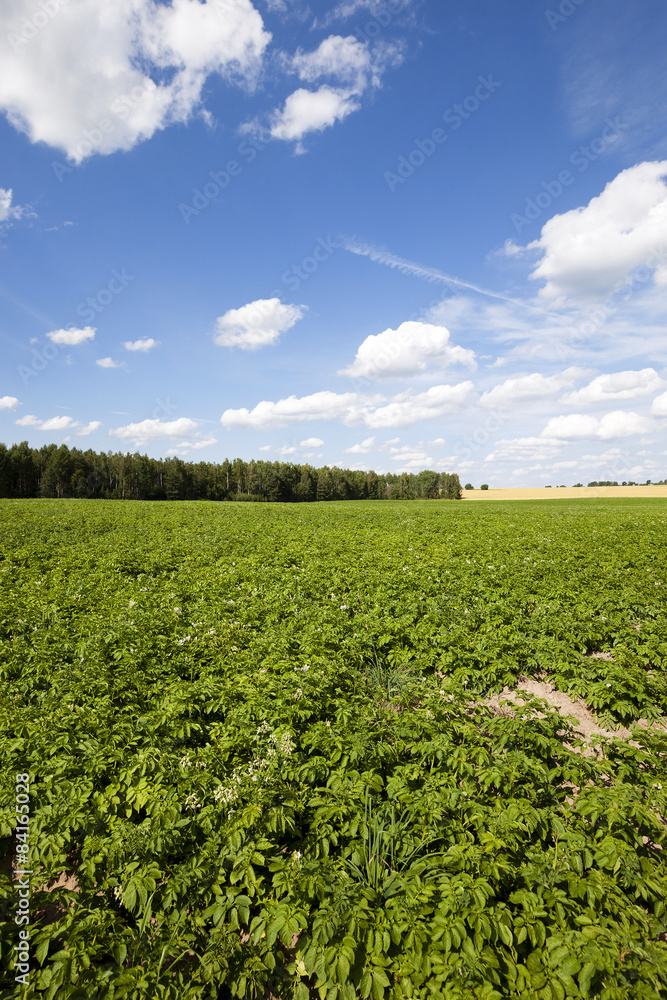 potato field  
