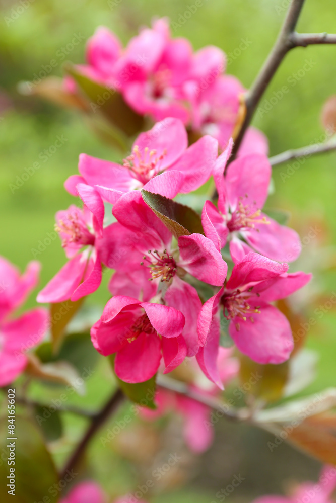 Obraz premium Branch of flowering tree, closeup