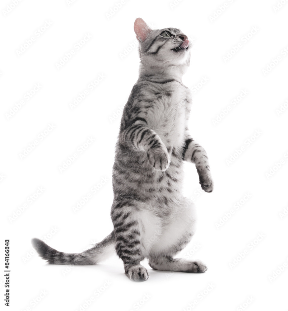 Fototapeta premium Beautiful cat isolated on white