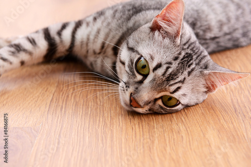 Beautiful cat lying on floor close-up