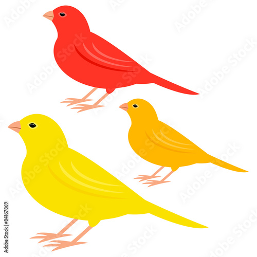 Canary