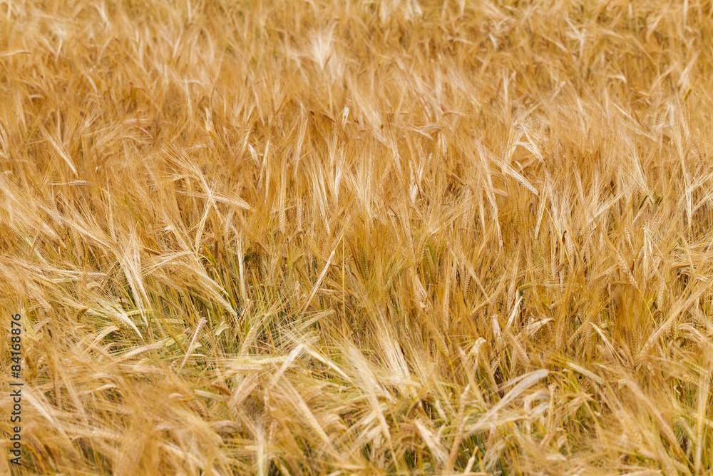 ripened cereals ripened cereals