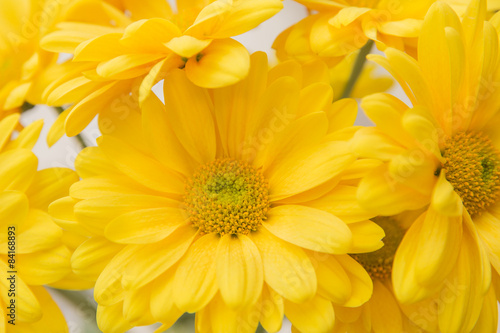 Yellow Chrysanthemum 
