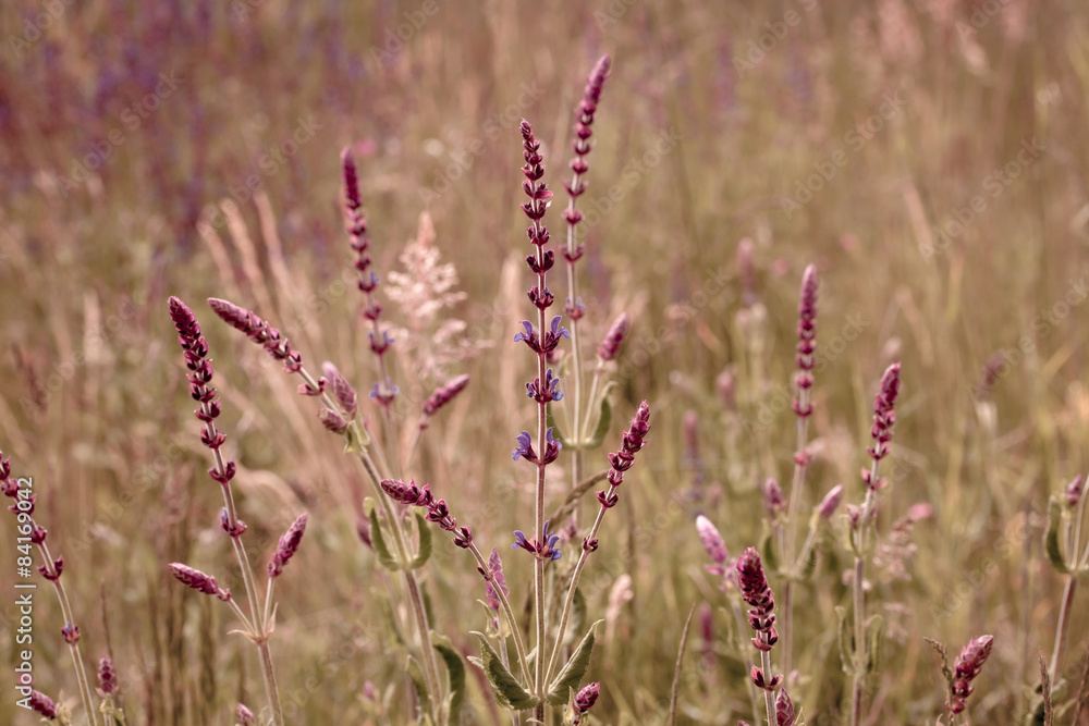 Fototapeta premium Zarter Wiesensalbei